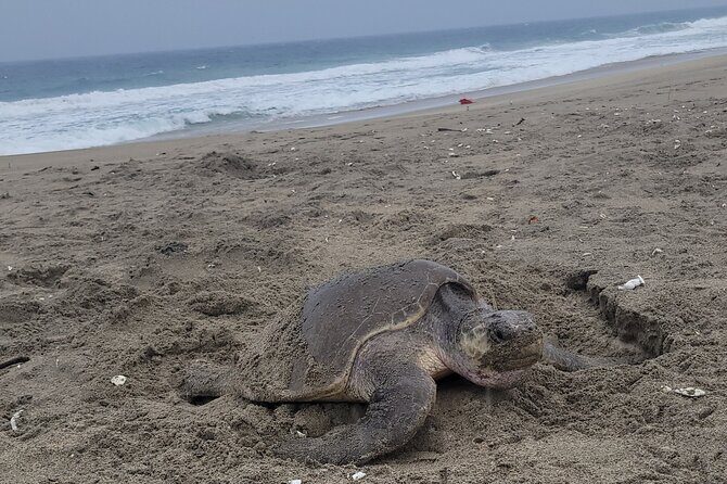 Enjoy Puerto Escondido with Beach and Nature from Oaxaca - FAQs