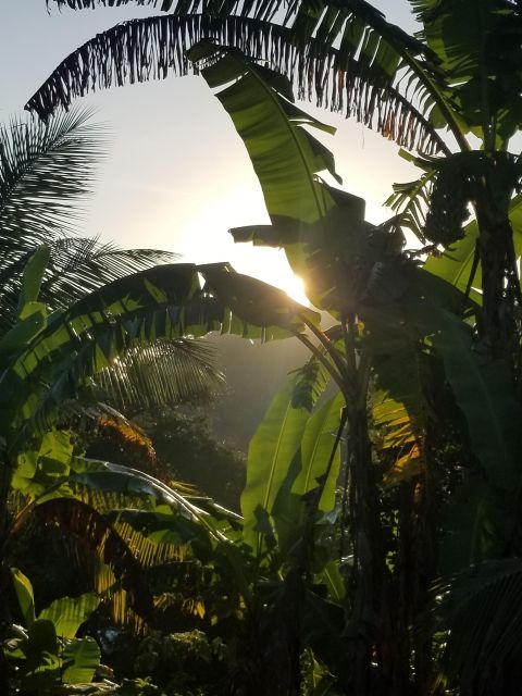 Enjoy the Outskirts of Ocho Rios by Visiting the Rural Areas - Key Points