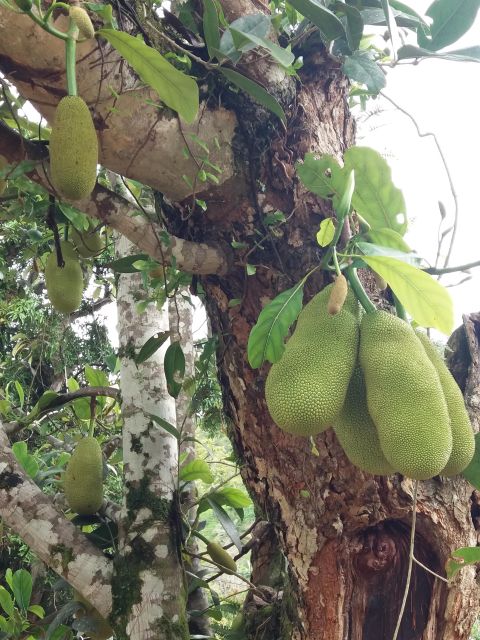 Enjoy the Outskirts of Ocho Rios by Visiting the Rural Areas - Inclusions in the Tour