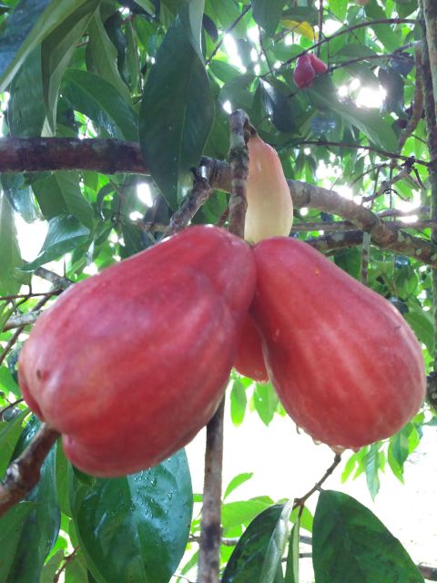 Enjoy the Outskirts of Ocho Rios by Visiting the Rural Areas - Getting to the Rural Areas