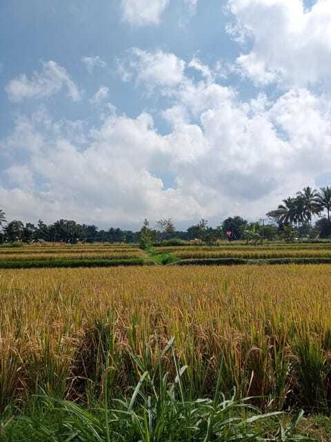 Enjoy the rice field Panorama in Tete batu village - Local Food and Relaxed Afternoon in the Village