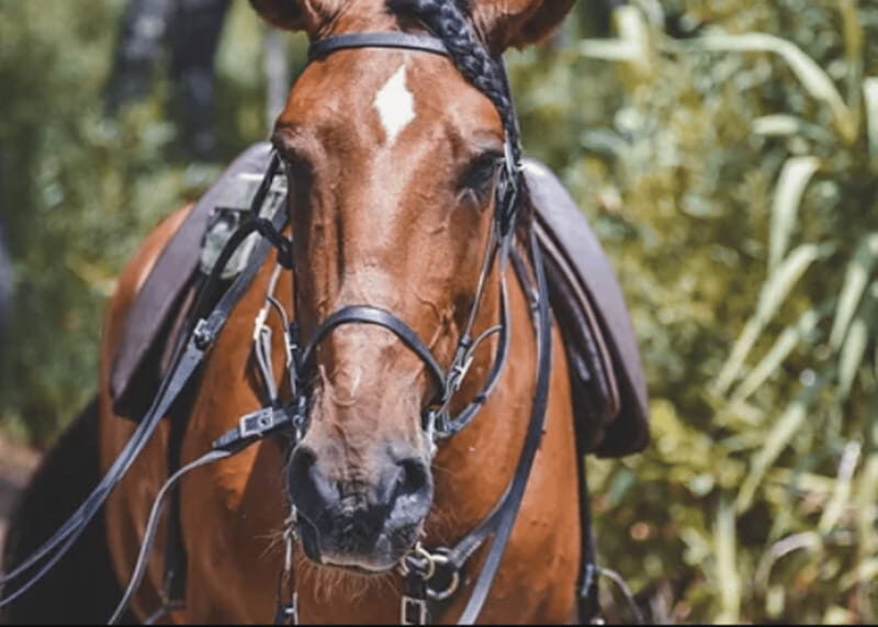Ensenada: Horseback Riding at Playa Hermosa Beach - Authenticity and the Beach Experience