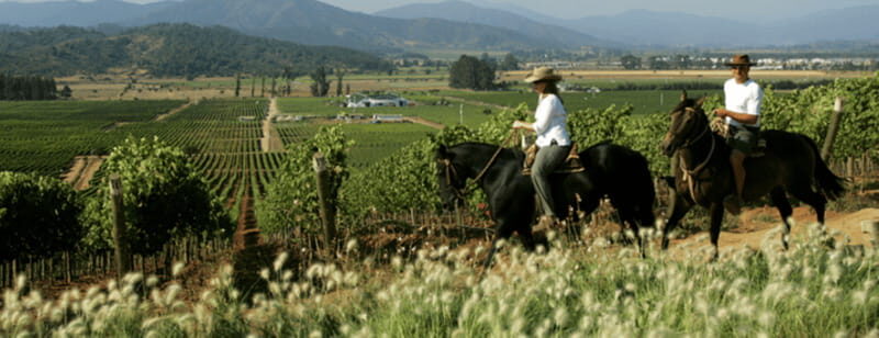 Ensenada: Horseback Riding at the Vineyards - Introduction and Overall Impression