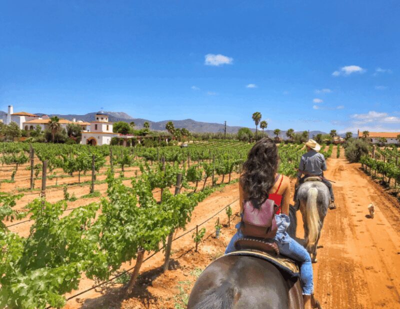 Ensenada: Horseback Riding at the Vineyards - Who Will Love This Tour?