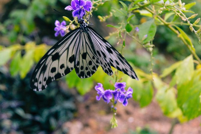Entopia Penang Butterfly Farm Admission Ticket - Admission Ticket Details