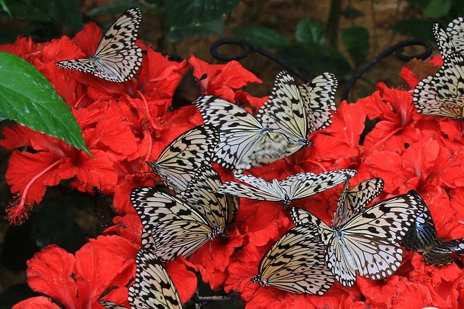 Entopia Penang Butterfly Farm Admission Ticket - Reviews and Feedback