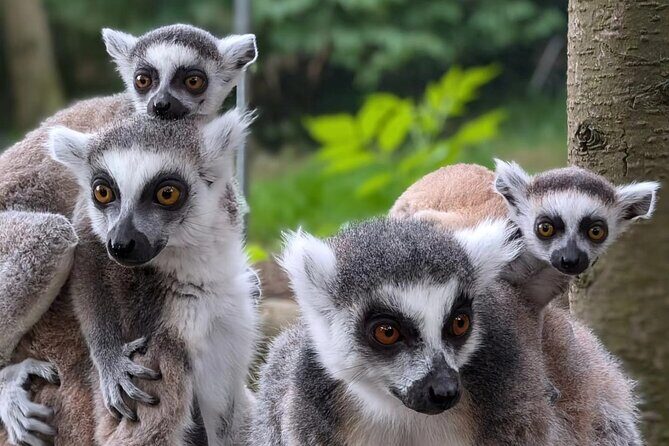 Entry ticket to Hoo Zoo and Dinosaur World in Telford - What to Expect at Hoo Zoo and Dinosaur World: An In-Depth Look