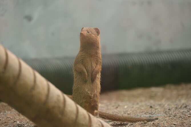 Entry ticket to Hoo Zoo and Dinosaur World in Telford - FAQ