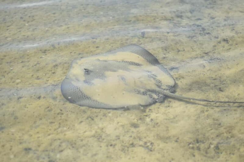 Epic Stand Up Paddle -Stingray & Mangrove Tour (Full Guided) - The Itinerary in Detail