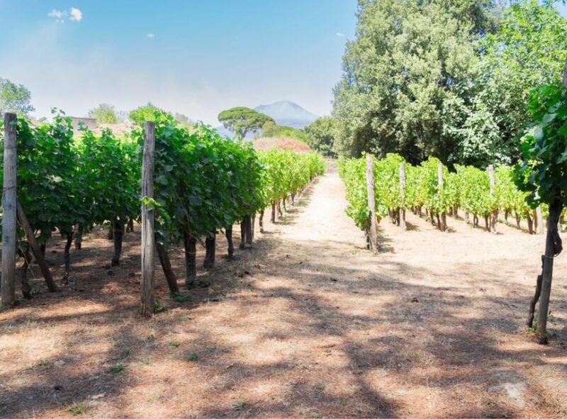 Ercolano Vineyards, View Cellar Wine Tasting and Brunch - Recommendations and Preparation