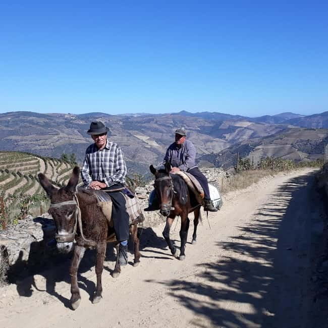 Ervedosa do Douro: Guided Walking Tour with Picnic Lunch - An In-Depth Look at the Ervedosa do Douro Experience