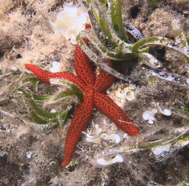 Es Grau:Private Snorkeling Experience with Picnic and Drinks - Accessibility and Practical Tips