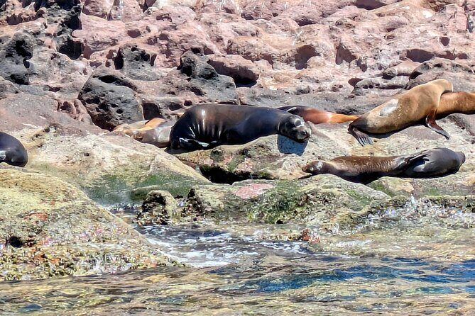 Espíritu Santo Adventure Private Tour - Exploring Espíritu Santo Island: A Natural Gem