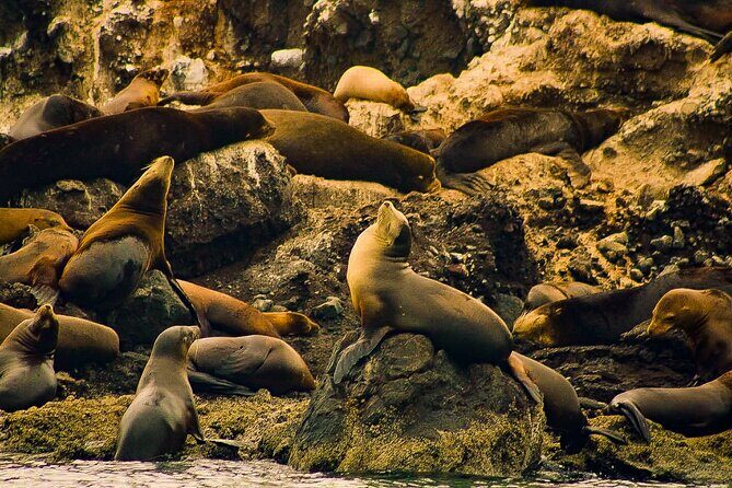 Espíritu Santo and Balandra Beach Combo Tour: Sea Lion Snorkeling - Exploring What the Tour Includes