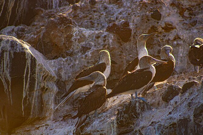 Espíritu Santo and Balandra Beach Combo Tour: Sea Lion Snorkeling - Who Should Consider This Tour?