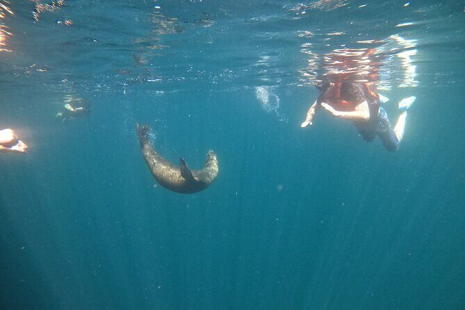 Espiritu Santo Island and sea lions - What Real Travelers Say