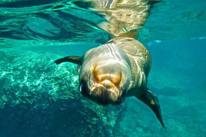 Espiritu Santo Island Private Tour: Sea Lions and paddle boarding - Final Thoughts
