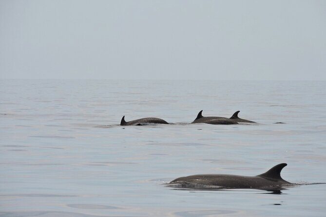 Espiritu Santo Island: Snorkel, Wildlife and Beach - FAQ