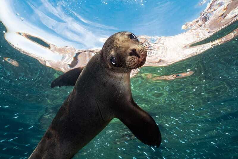 Espiritu Santo Island: Snorkeling Sea Lion Adventure - FAQ