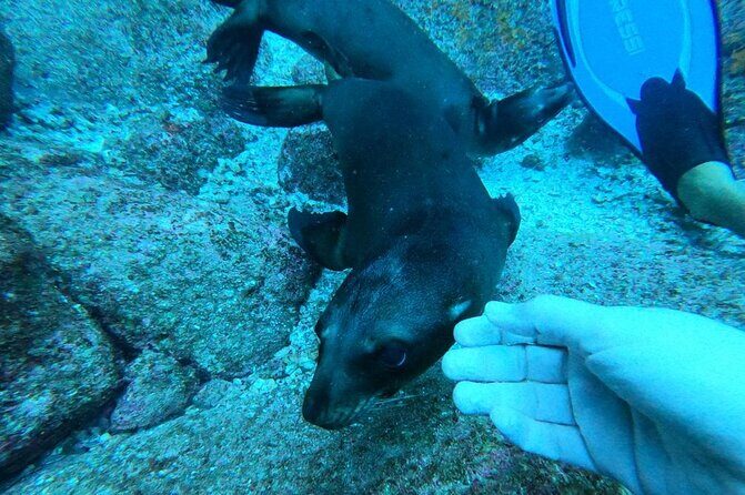 Espíritu Santo Private Scuba Tour - The Experience on the Water