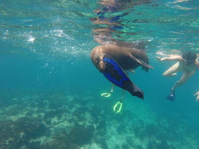 Espiritu Santo Snorkeling and Sea Lion Adventure - What’s Included and What’s Extra