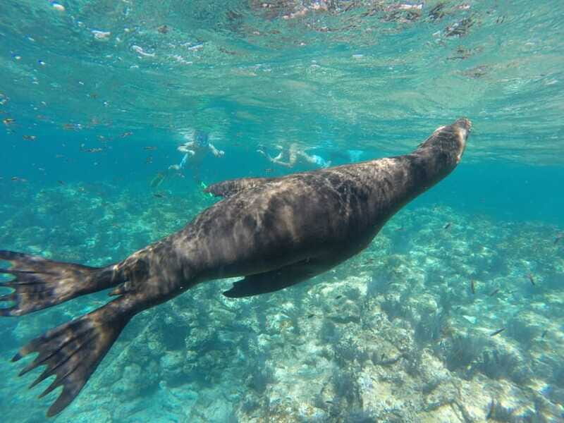 Espiritu Santo Snorkeling and Sea Lion Adventure - Frequently Asked Questions