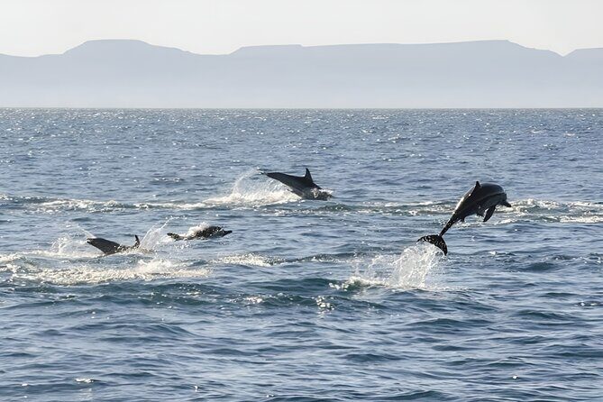 Espiritu Santo Wildlife Expedition and Snorkeling Tour (Private) - The Sum Up