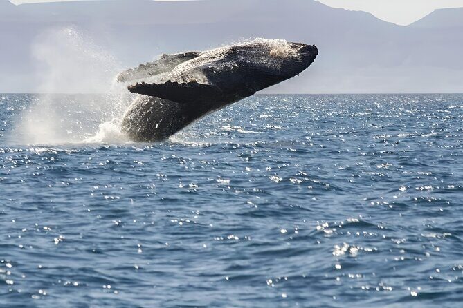 Espiritu Santo Wildlife Expedition and Snorkeling Tour (Private) - FAQ