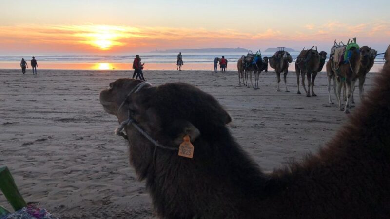Essaouira : 1 Hour Quad Bike Tour and 1 Hour Dromedary Ride - Scenic Landscapes