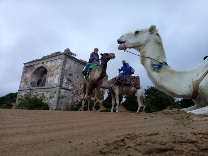 Essaouira: 3-Hour Dromedary Ride and Berber Tent Overnight - Dining and Culinary Offerings
