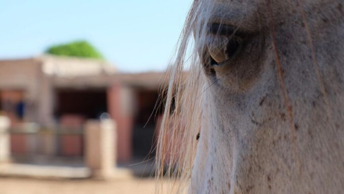 Essaouira: 3-Hour Horse Ride and Berber Tent Overnight - Frequently Asked Questions