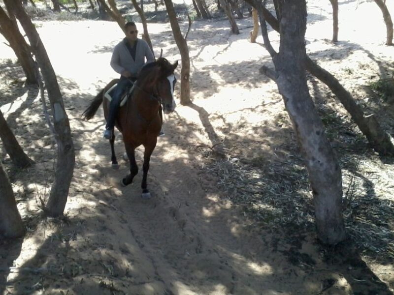 Essaouira: 3-Hour Horseback Ride - Visit the Palace Ruins