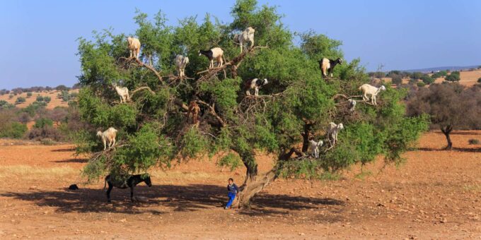 Essaouira Day Trip From Marrakech City - Booking and Availability