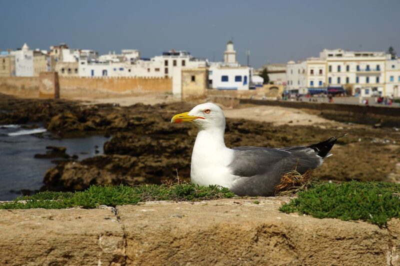 Essaouira Day Trip From Marrakesh - Climbing Argan Trees With Goats
