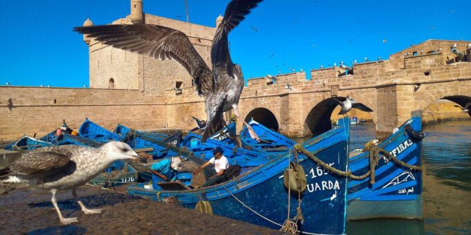 Essaouira, Private Day Trip to the Coast - Important Considerations