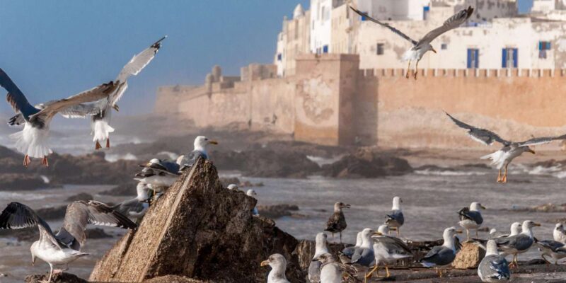 Essaouirra Private Transfer From Marrakech - Scenic Route Highlights