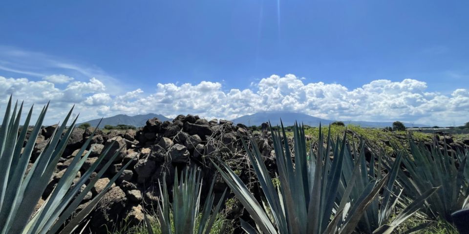 Essence of Tequila - Guided Distillery Tour