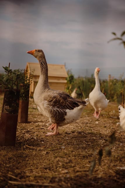 Estate Tour and Tasting - Guided Tour Highlights