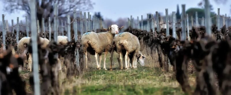 Estate Tour and Tasting - Artisanal Workshops