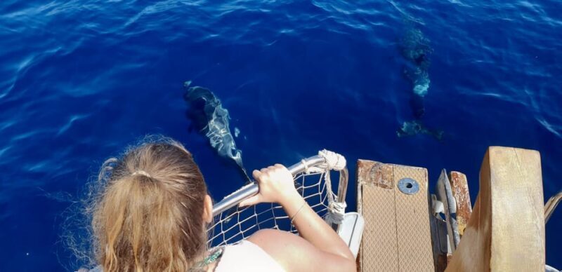 Estepona: Dolphin Search Boat Trip with Drink and Snacks - What’s It Really Like? A Detailed Look at the Experience