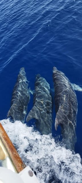 Estepona: Dolphin Search Boat Trip with Drink and Snacks - Final Thoughts