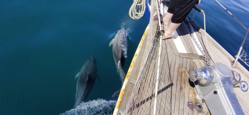 Estepona: Dolphin Watching Sailboat Cruise With Drink - Booking and Cancellation