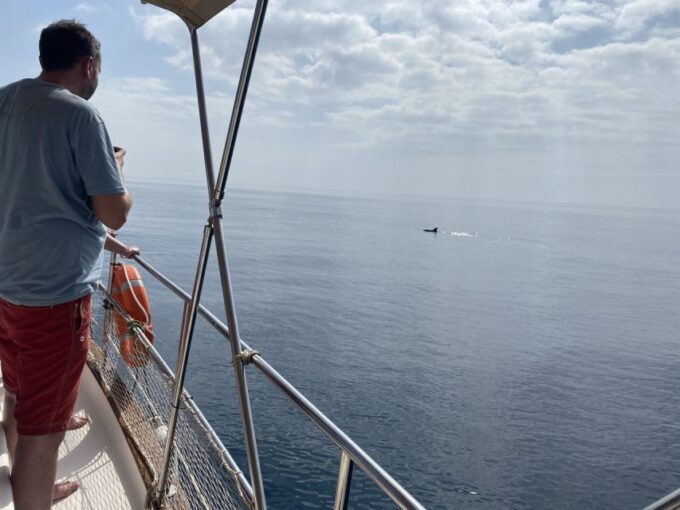 Estepona: Sea Cruise in Search of Dolphins/Drink & Snacks - Frequently Asked Questions