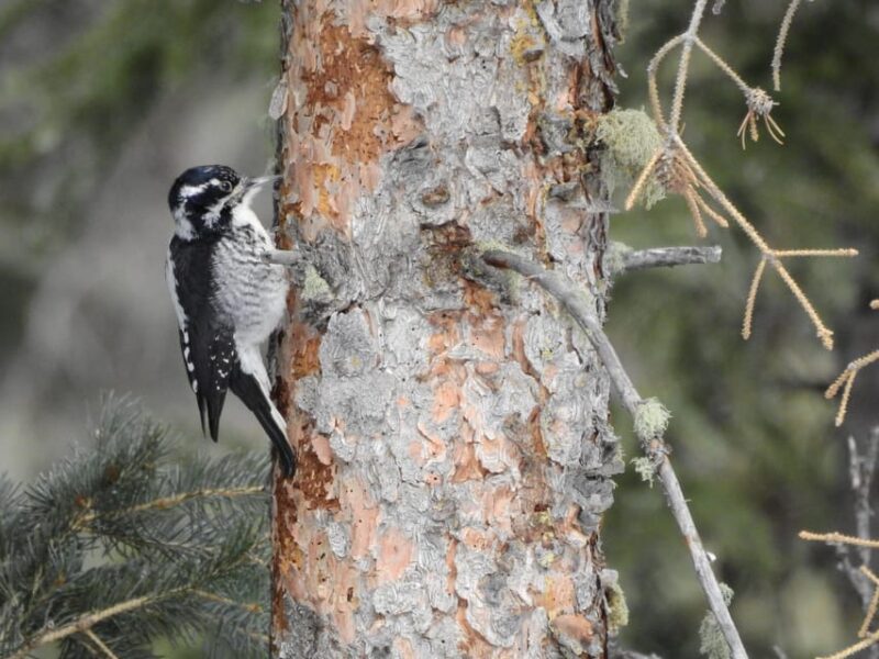 Estes Park: Birds of Colorado Speaker Series - Participant Guidelines