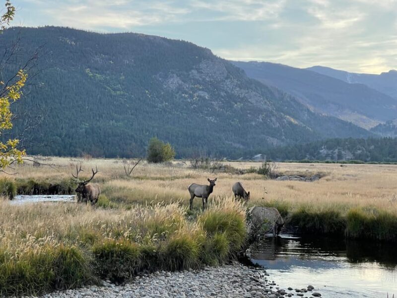 Estes Park: Guided Elk Rut Tour - A Detailed Look at the Experience