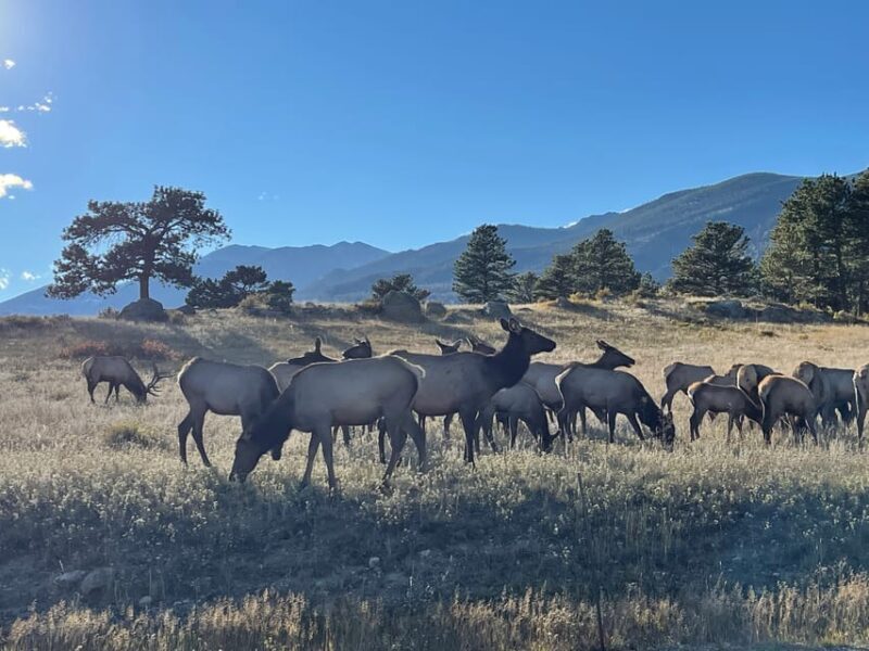 Estes Park: Guided Elk Rut Tour - FAQ