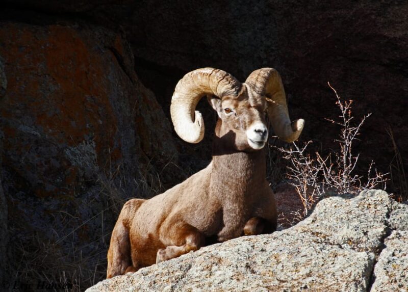 Estes Park: Rocky Mountain National Park Safari Tour - Key Points