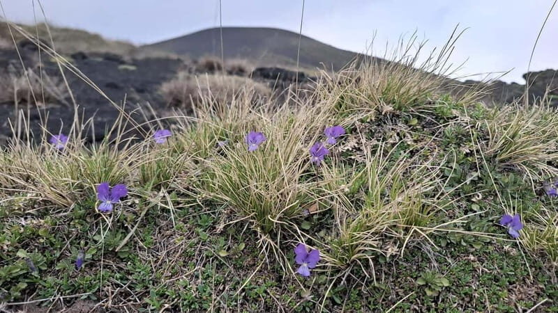 Etna: 2002 Eruption Craters Guided Hiking Tour - The Sum Up: Is This the Right Tour for You?