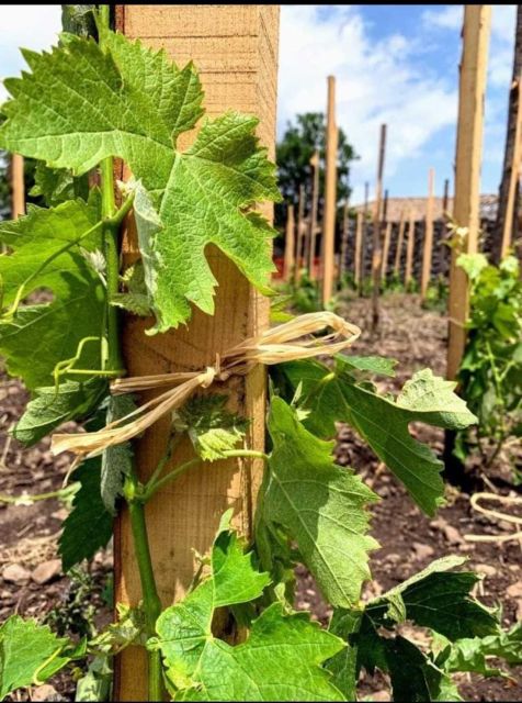 Etna Doc: Board of Local Products With Tasting of Etna Wines - Frequently Asked Questions