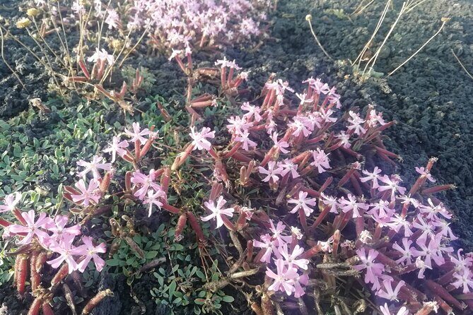 Etna Morning Tour, caves and craters - Timing and Weather Considerations